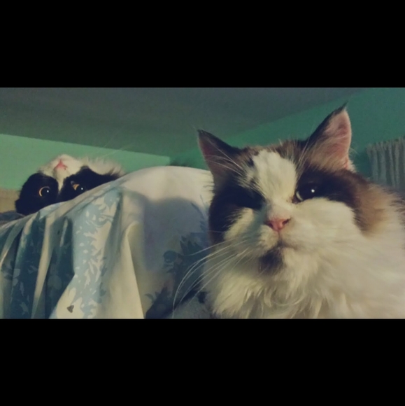 FREE GOODIE WITH EVERY PURCHASE! - Picture 12 of 12